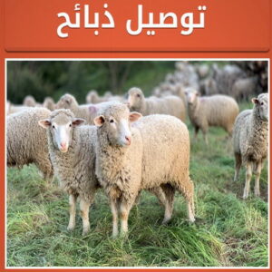 ذبايح الكويت436 ذبايح - ذبايح للبيع - توصيل ذبايح - ابومحمود 97703279 - ذبائح - غنم للبيع - اغنام للبيع - اغنام الكويت - غنم - خرفان للبيع - سوق الغنم - قصاب - ذبائح للبيع